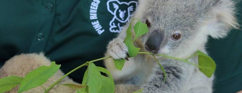 Pine Rivers Koala Care Assoc Inc