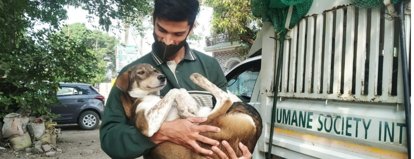 Humane Society International (UK)