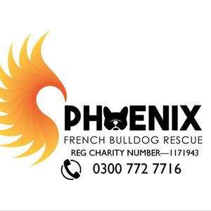 Phoenix French Bulldog Rescue Logo