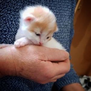 Neonatal Kitten Rescue Hobart Logo