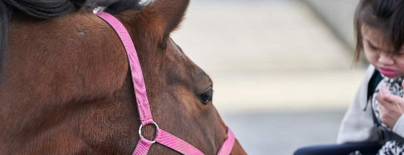Waikato Equitherapy