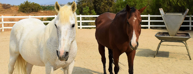 All Things Hooved Animal Rescue