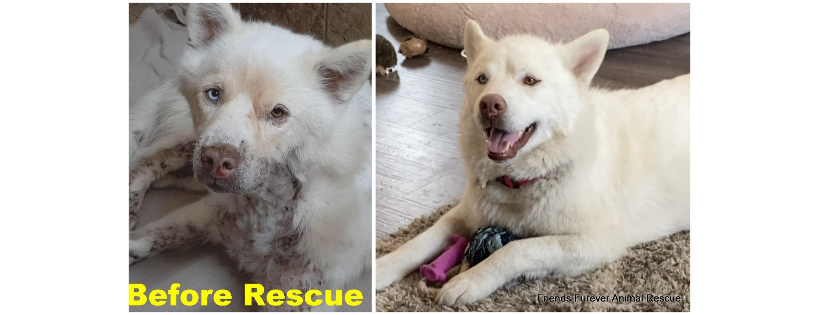 Friends Furever Animal Rescue