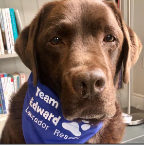 Team Edward Labrador Rescue