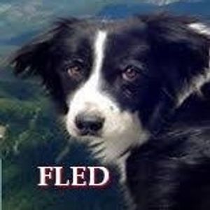 FLED - VI Logo