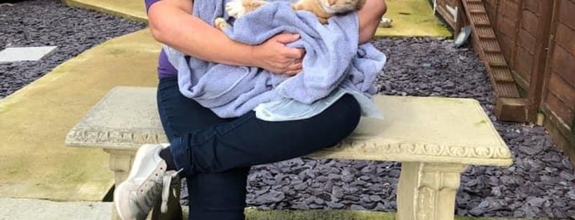 New Start Cat Rescue
