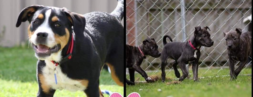One by one rescue NZ