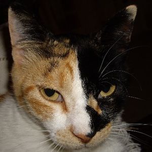 Agni Animal Welfare Fund