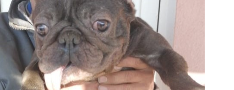 french bulldog saviours
