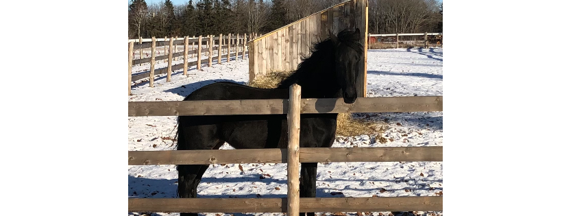 Equines & Energy