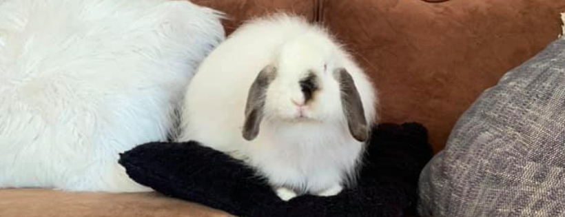 Christchurch Rabbit Rescue