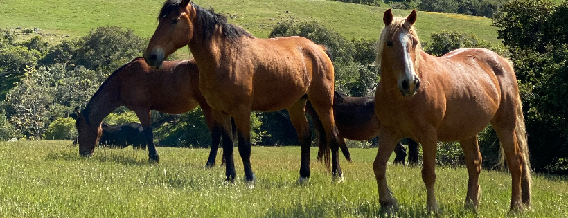 Horse and Heart