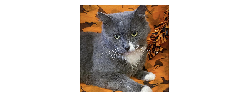 Greater Huntsville Humane Society (GHHS)