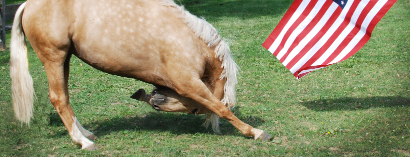 Hayes Horse Haven