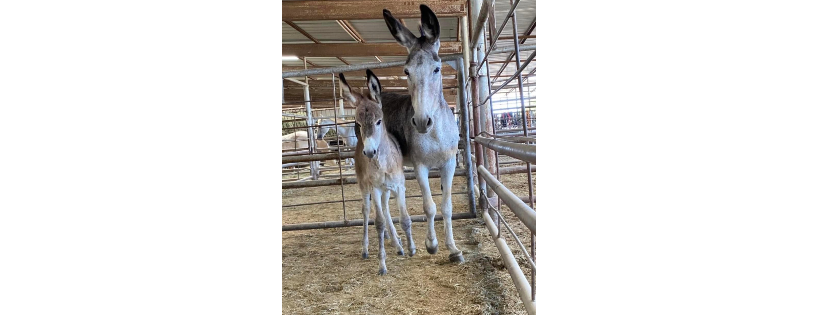 Border Horse Rescue