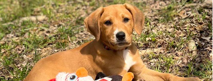 Lucky Pup Rescue, Inc