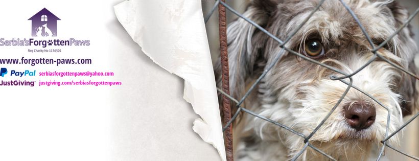 Serbia's Forgotten Paws