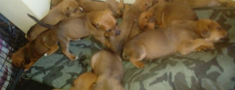 Animal Rescue Tablelands Inc