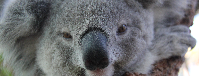 Taronga Conservation Society Australia
