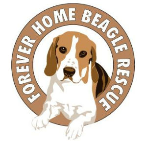 Forever Home Beagle Rescue