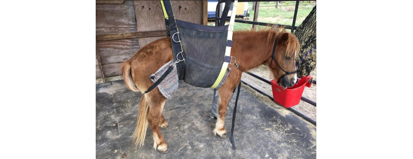 Wings And Reins