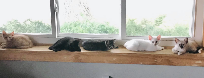 Urban Cat Coalition