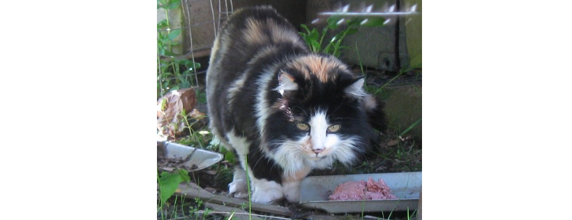 Community Cat Coalition