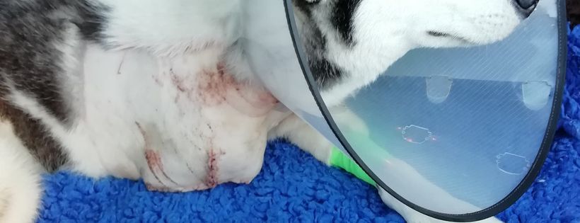 SHARE Rescue