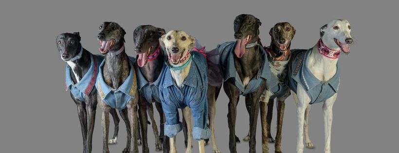 Greyhound Connections