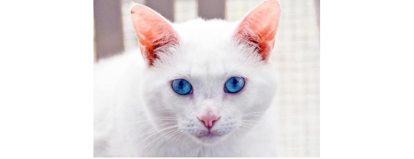 Colonial Capital Humane Society