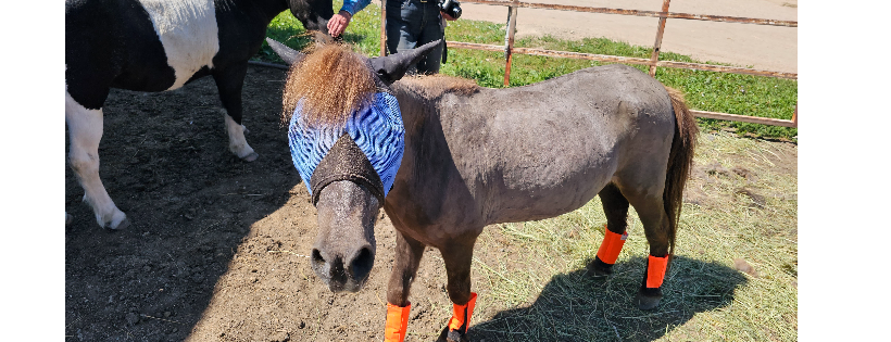 Rocky Mountain Horse Rescue