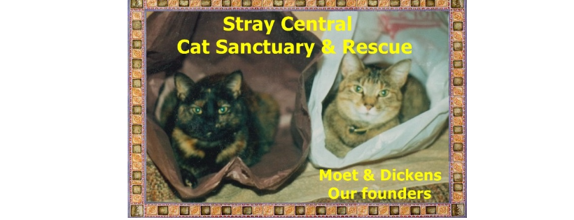 Stray Central