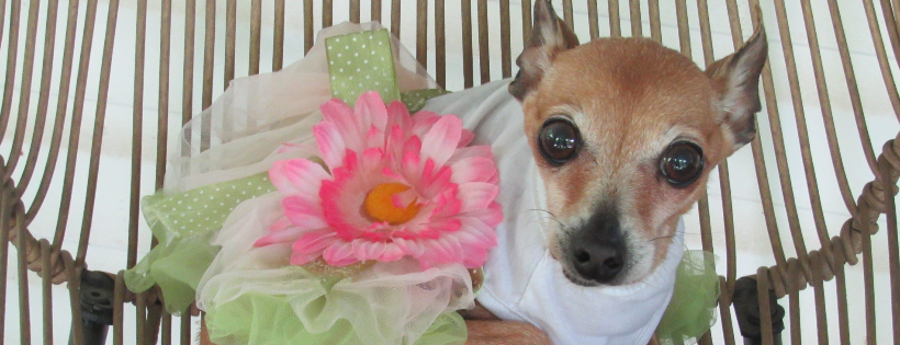 Senior Paws Rescue