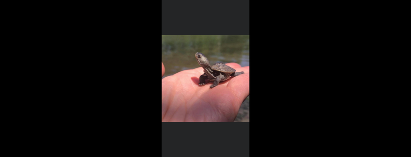 Turtle Rescue of the Hamptons