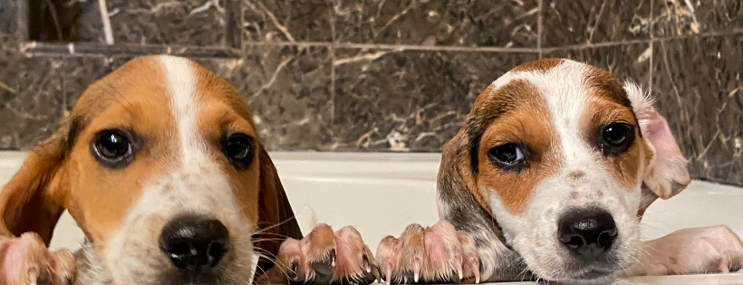 Beagle Freedom Project