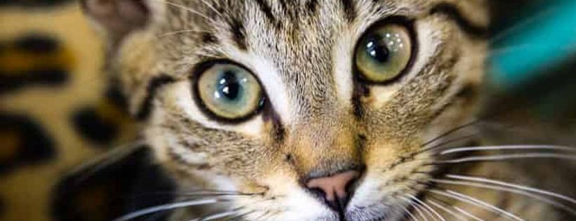 Cat Haven WA