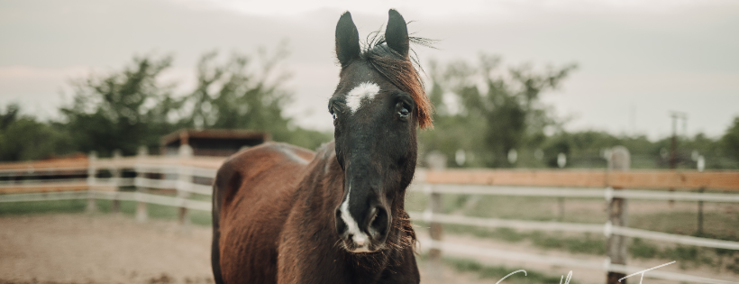 Southern Twang Second Chance Ranch