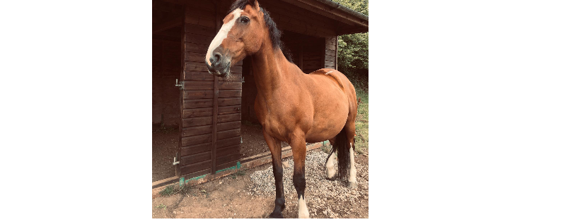 Devon horse and pony sanctuary