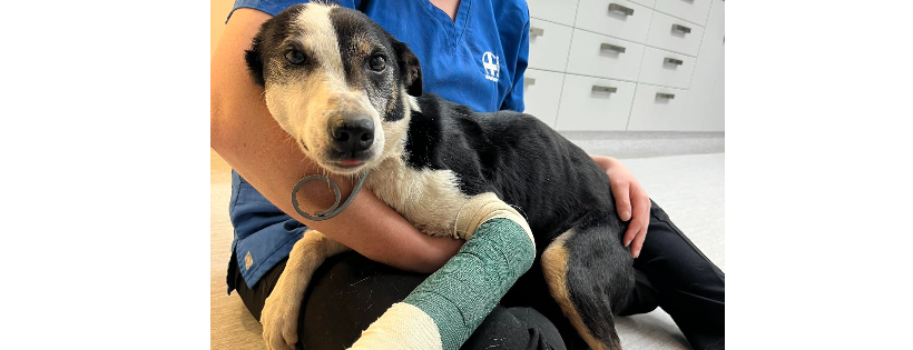Pound Paws Rescue