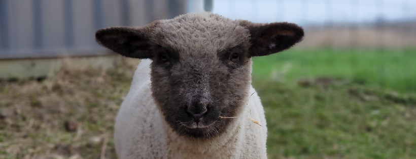 Freedom Run Farm Sanctuary