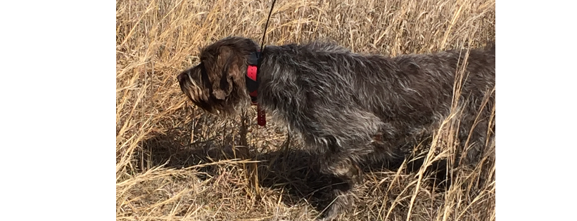 American Wirehaired Pointing Griffon Foundation