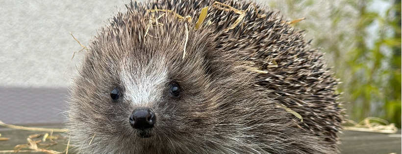 Burntisland Hedgehog Haven
