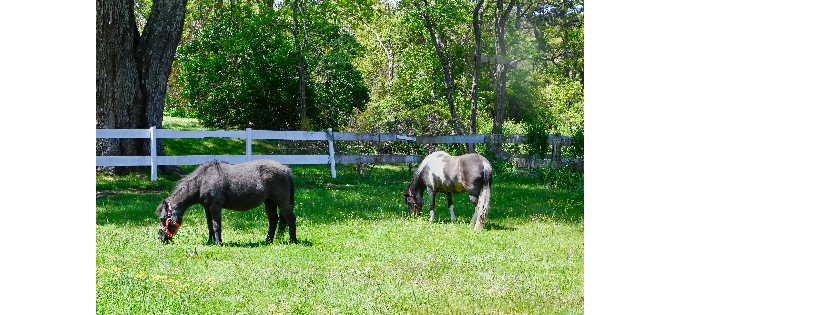 Mills River Rescue and Sanctuary
