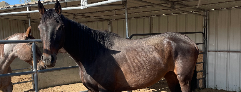 Rockin Kt Equine Redemption
