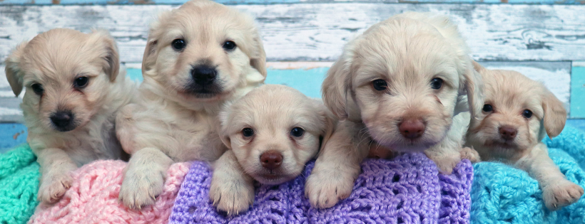 az small dog rescue
