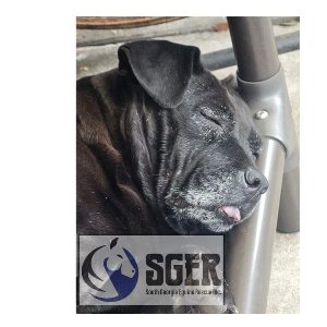 South Georgia Equine Rescue Inc Logo