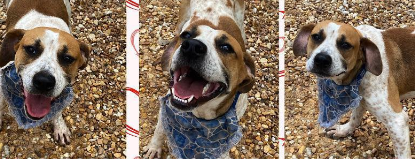 SOS Animal Shelter