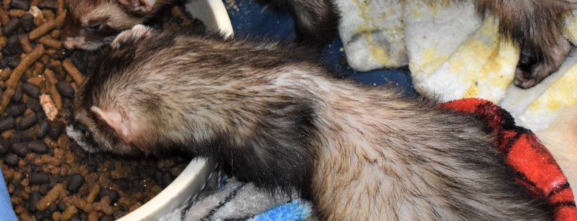 Washington Ferret Rescue and Shelter