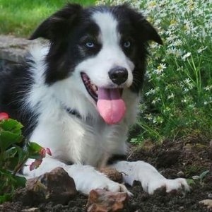The Border Collie Spot Logo