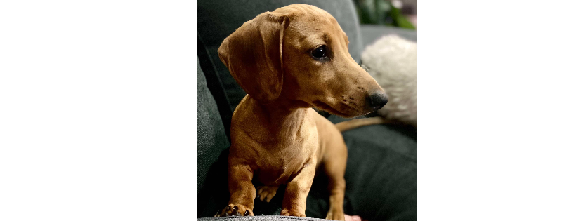 Devoted 2 Dachshunds Rescue Inc
